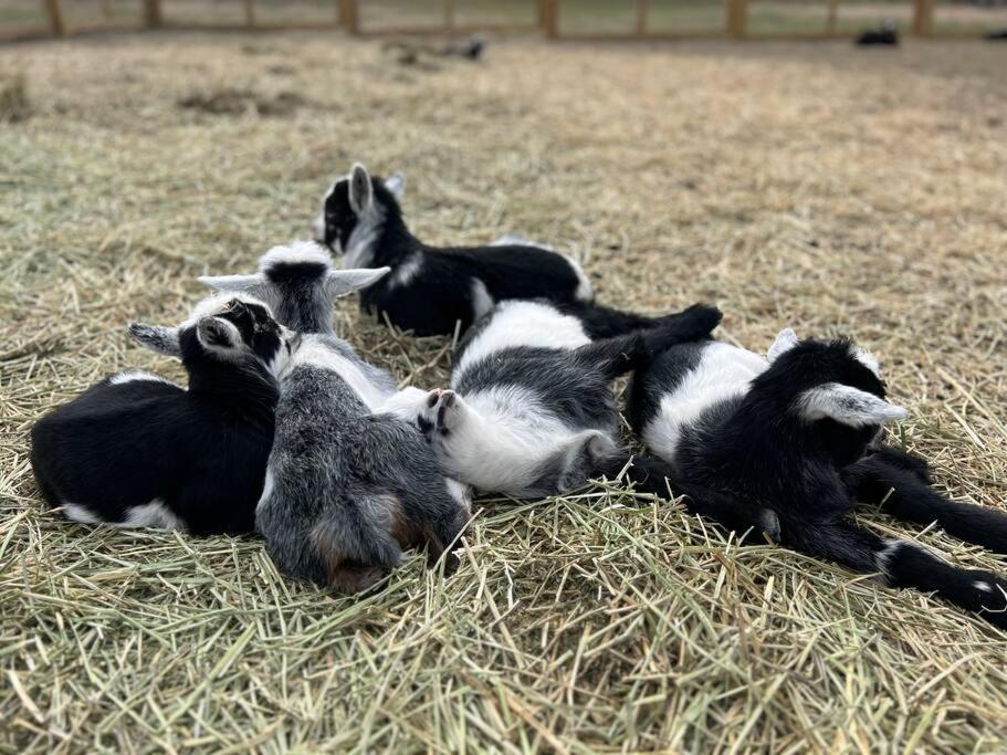 Farm Retreat With Jacuzzi, Fire Pit, Mini Goats, Mini Ponies And Mini Cows Villa San Marcos Exteriör bild