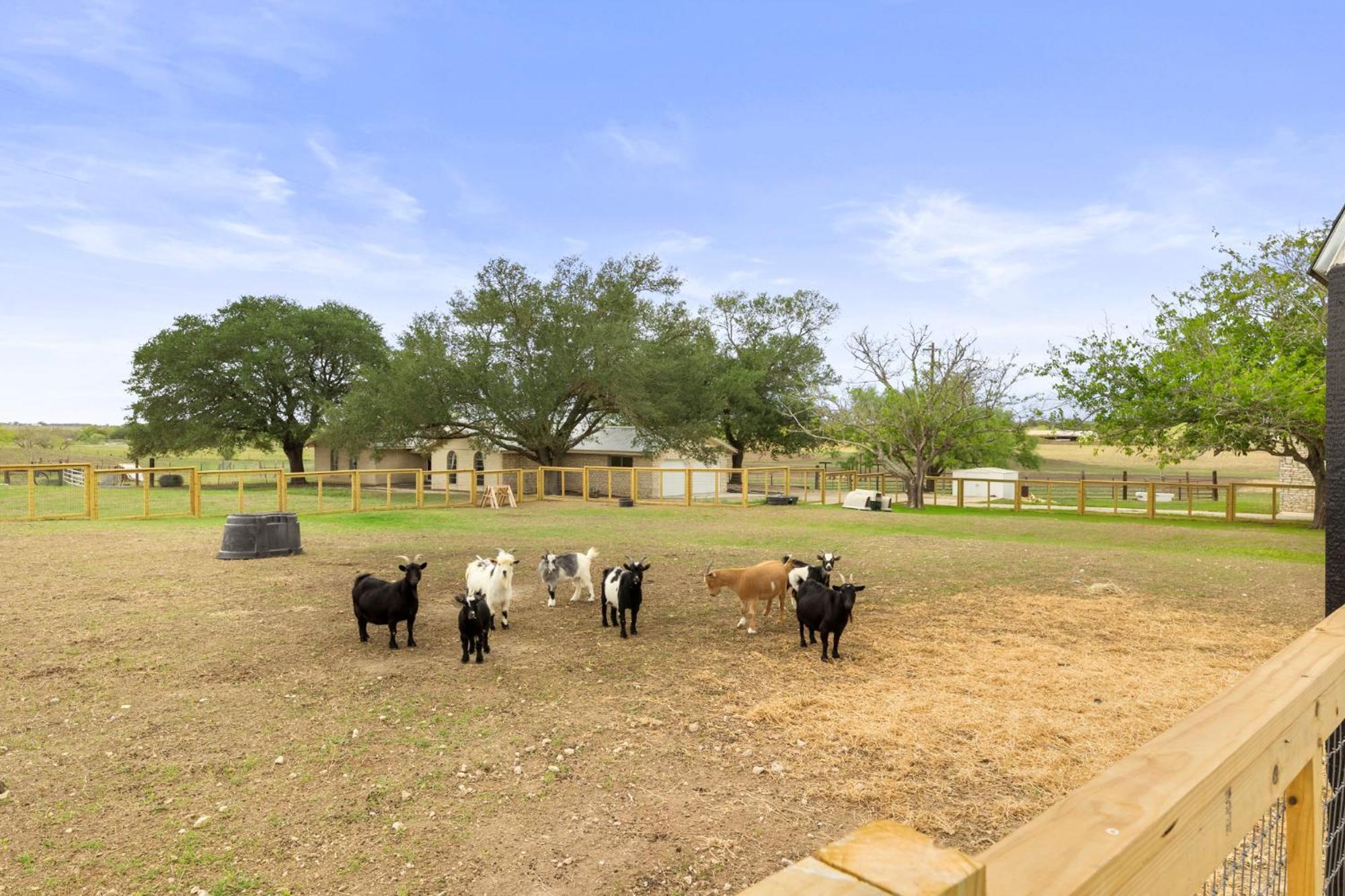 Farm Retreat With Jacuzzi, Fire Pit, Mini Goats, Mini Ponies And Mini Cows Villa San Marcos Rum bild